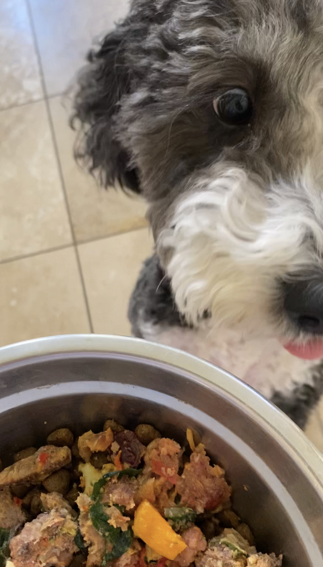 Healthy homemade dog food Healthy homemade dog food recipe